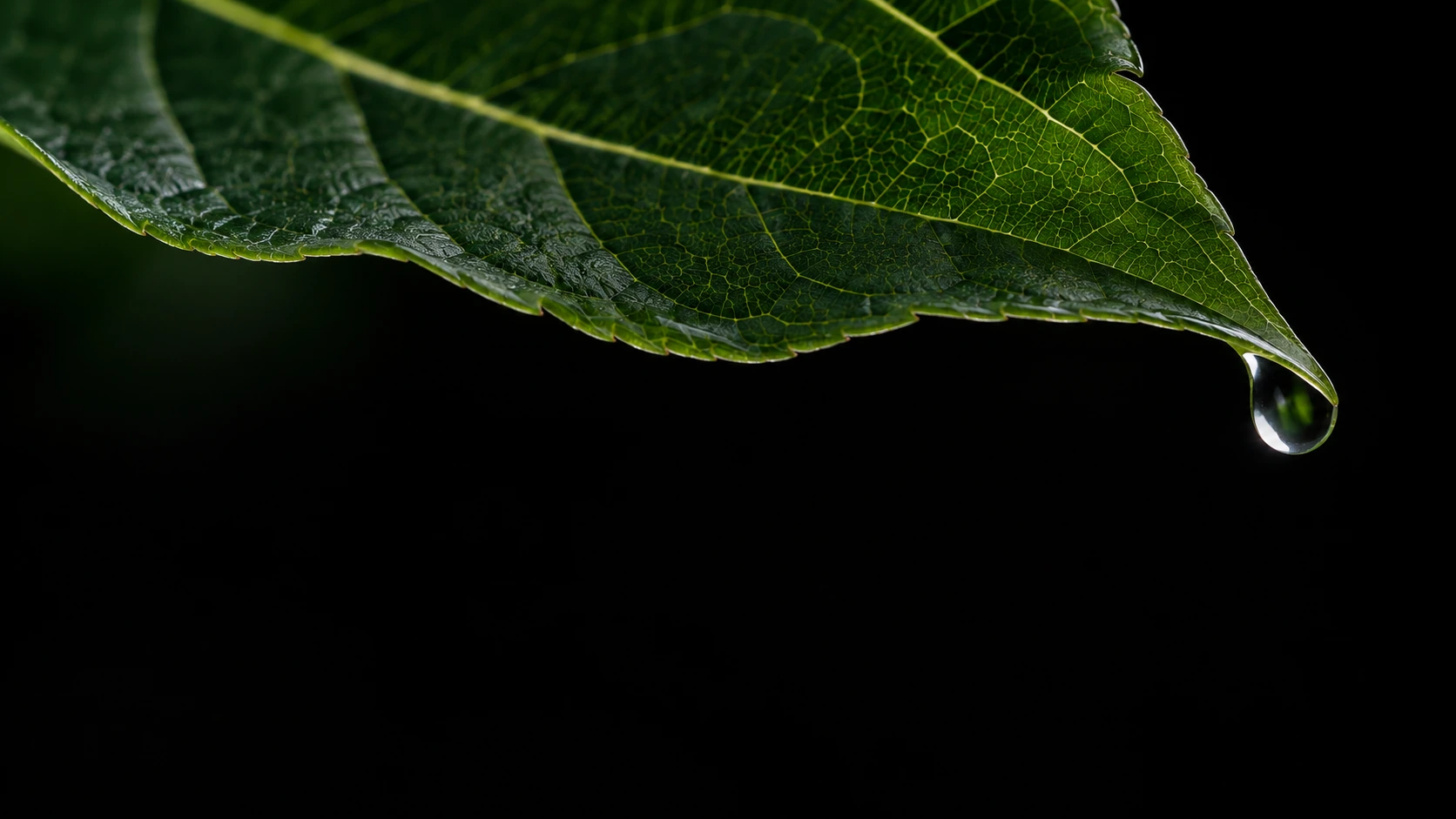 Macro of the edge of a deep green leaf with intricate branching veins and one tiny dew drop, isolated on black.
