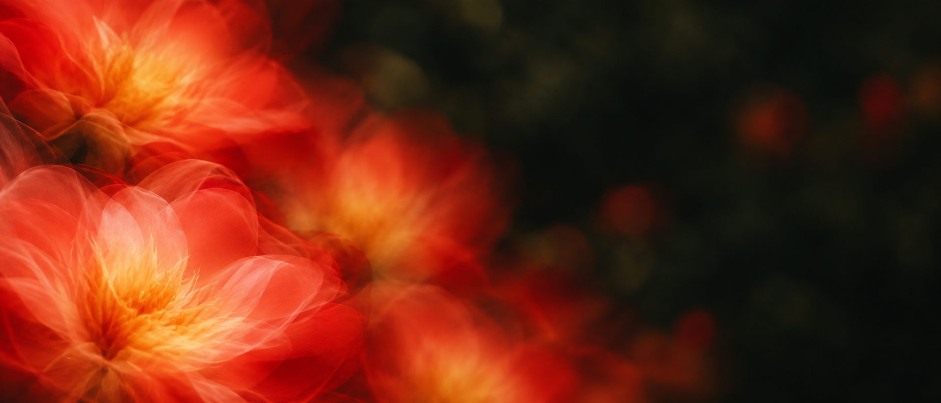 Vivid coral petals drifting into deep botanical shadow. Alternate hero with copy on right.