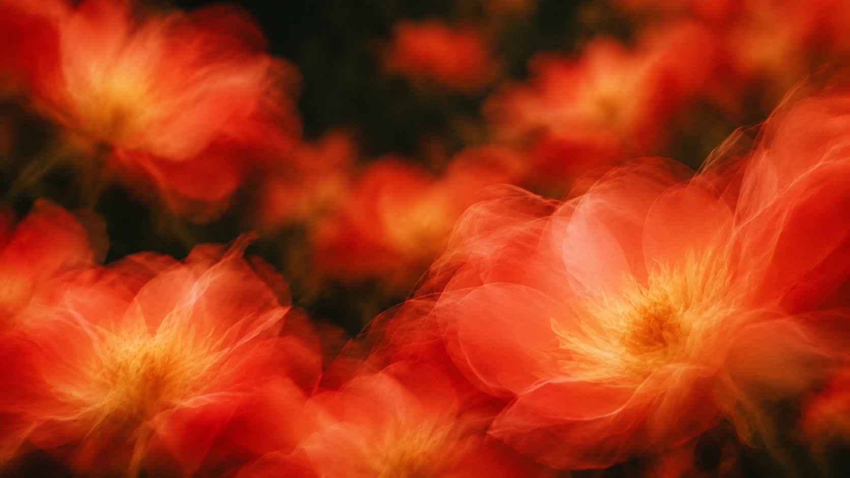 Vivid coral petals drifting into deep botanical shadow. About or editorial section image.