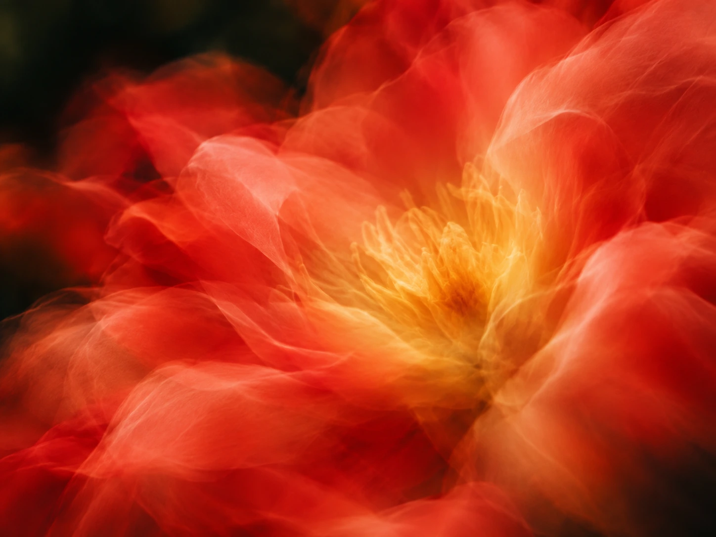 Luminous coral flower petals