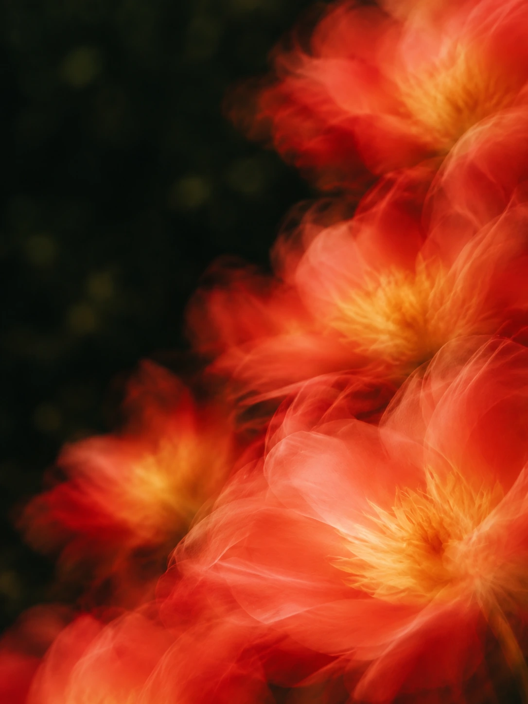 Vivid coral petals drifting into deep botanical shadow. Mobile hero or tall editorial panel.