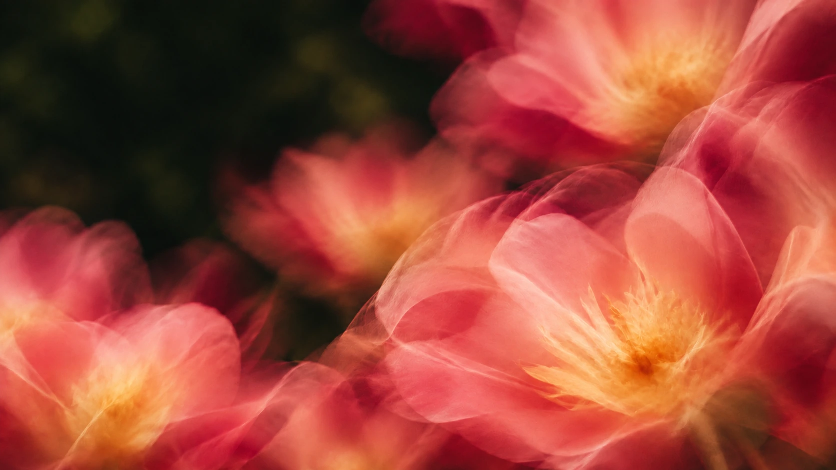 Vivid coral petals drifting into deep botanical shadow. Secondary color treatment within the same collection.