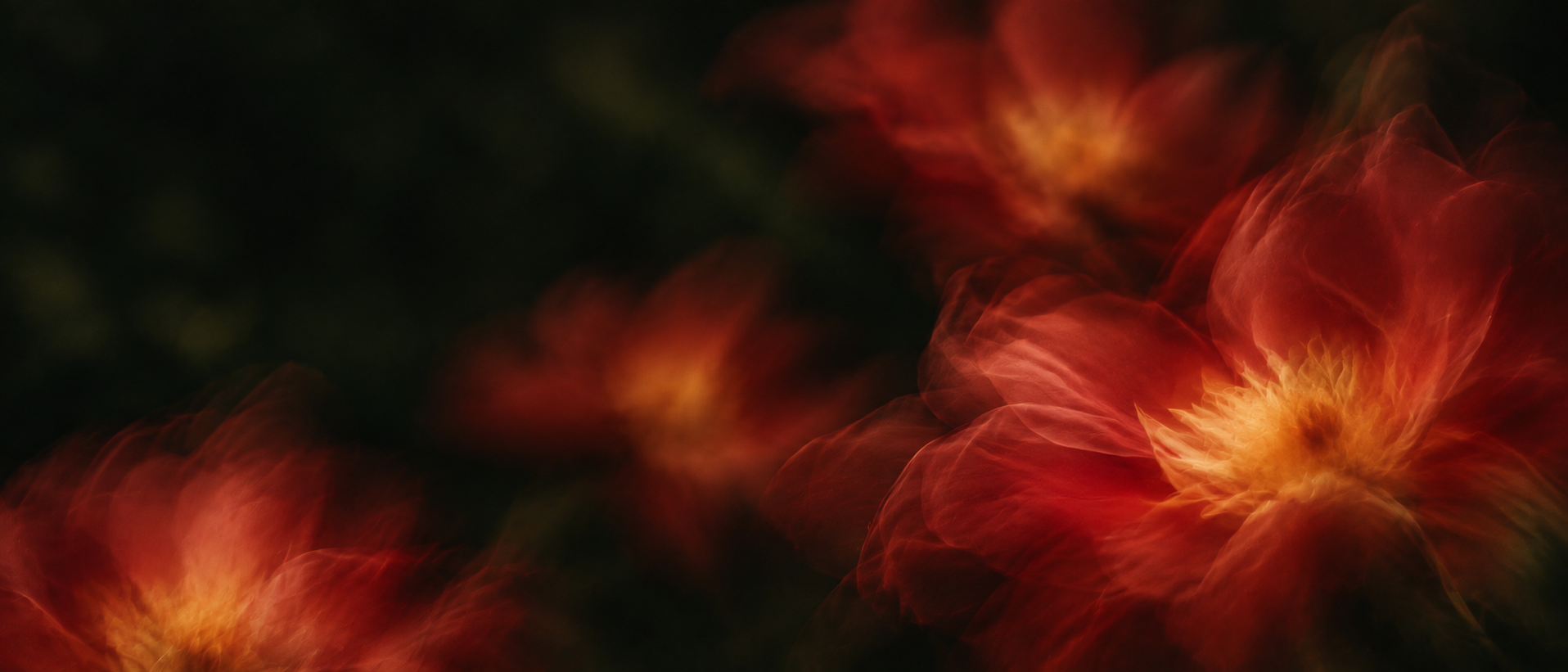 Vivid coral petals drifting into deep botanical shadow. Dark section or closing banner.