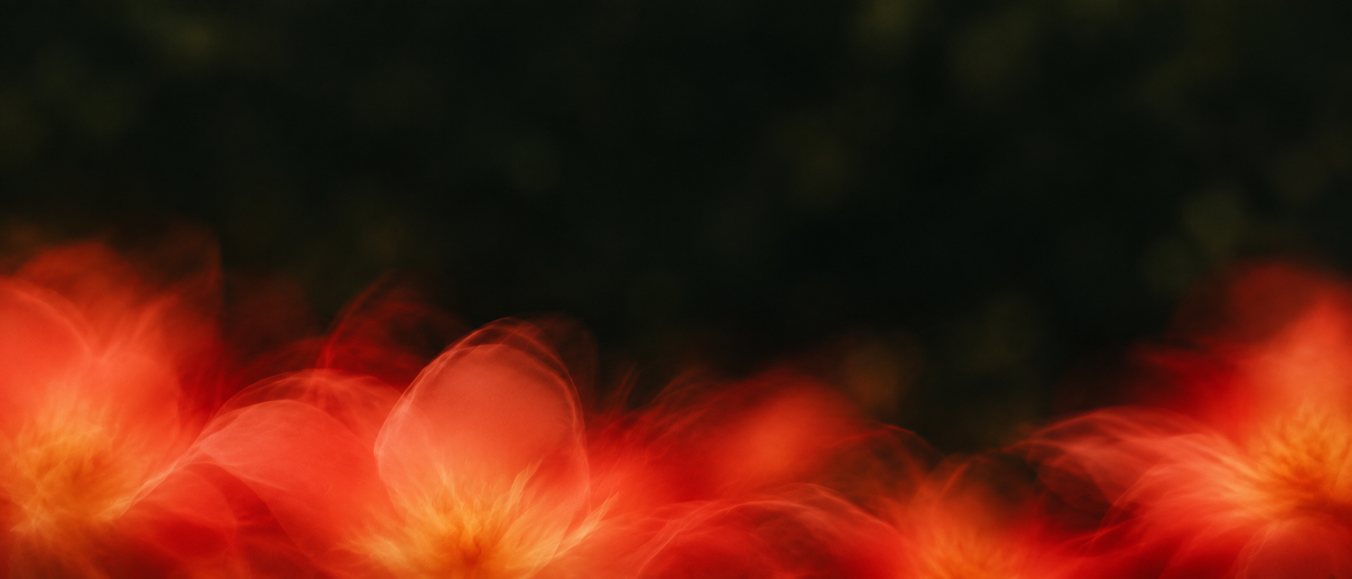 Vivid coral petals drifting into deep botanical shadow. Low-detail section background or divider.