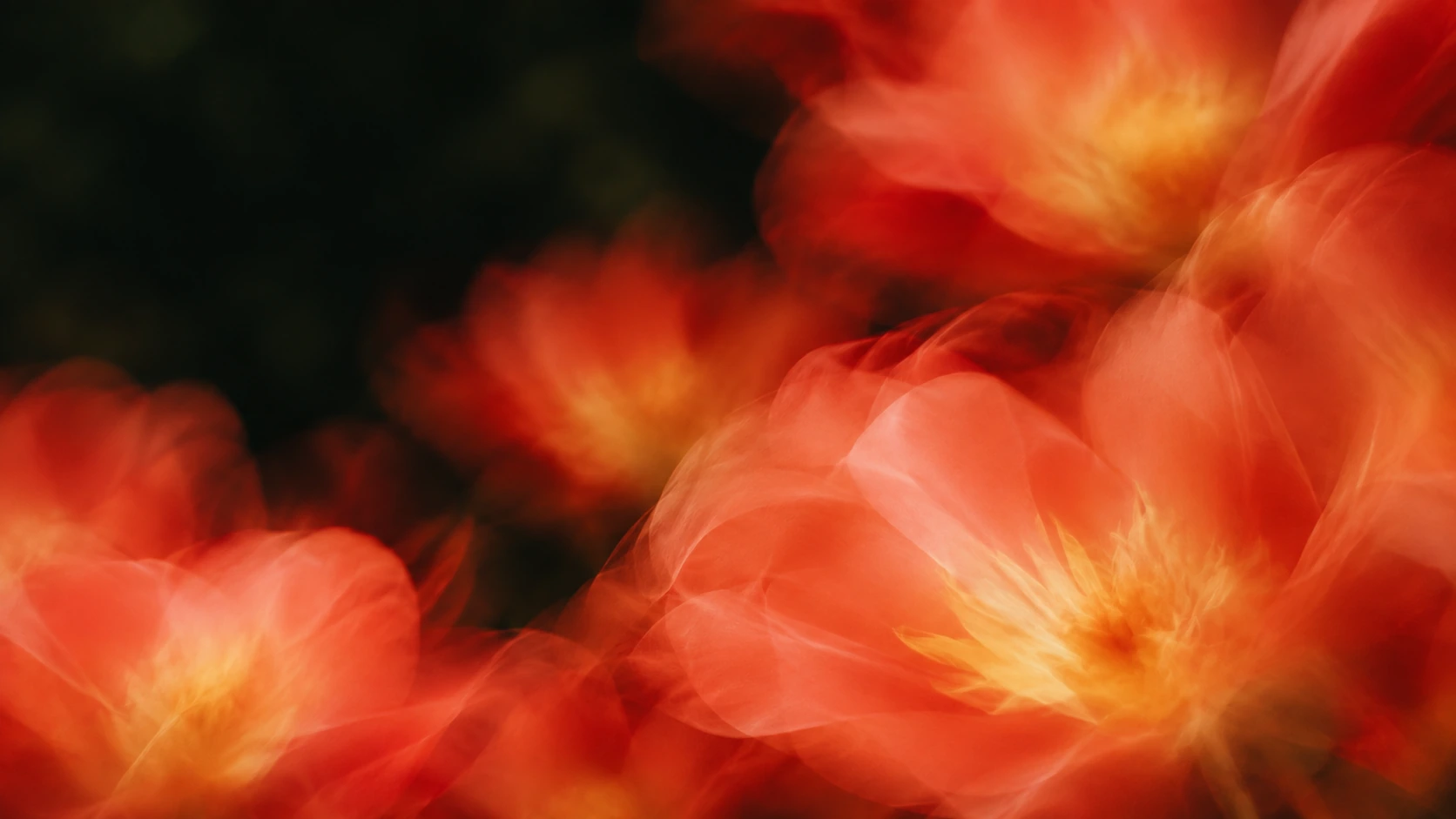 Vivid coral petals drifting into deep botanical shadow. Main background.