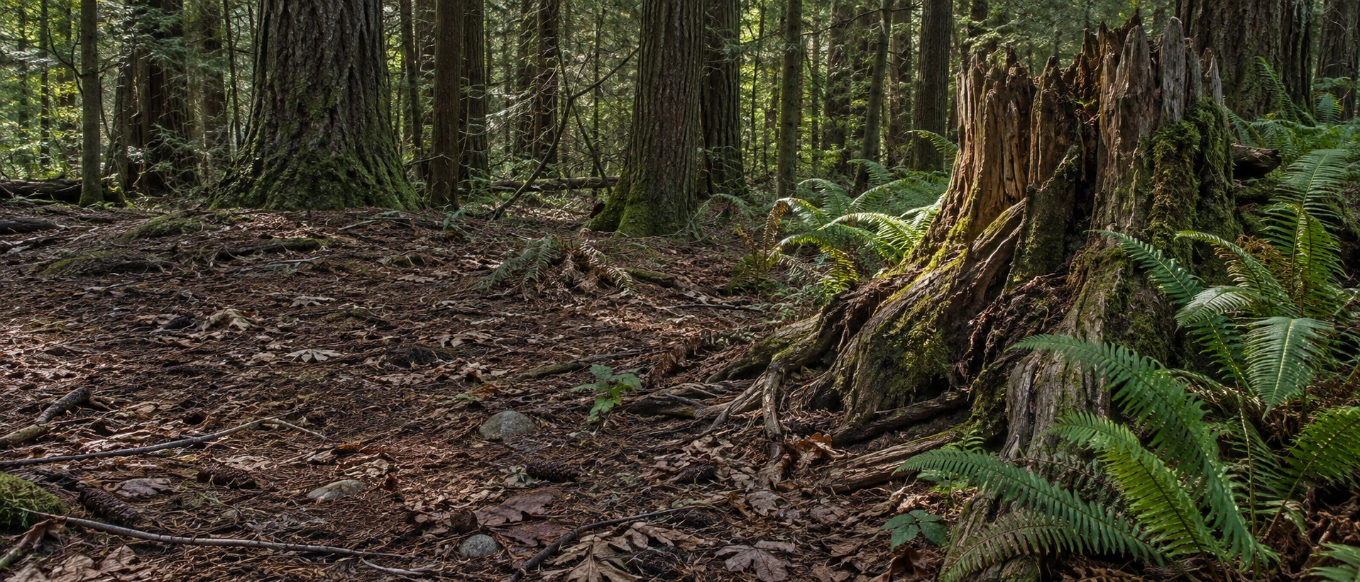Rough cedar roots and sword ferns beside a shaded floor of needles and fallen leaves.