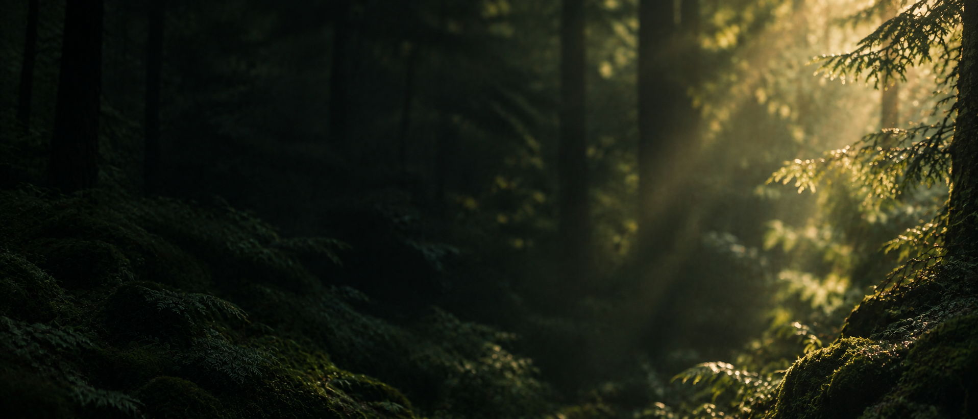Dappled green light and natural, quiet depth. Alternate hero with copy on left.