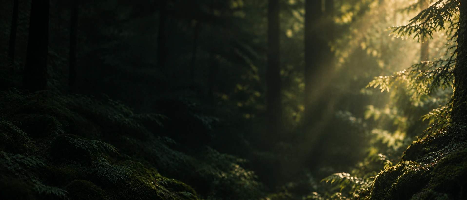 Dappled green light and natural, quiet depth. Alternate hero with copy on left.