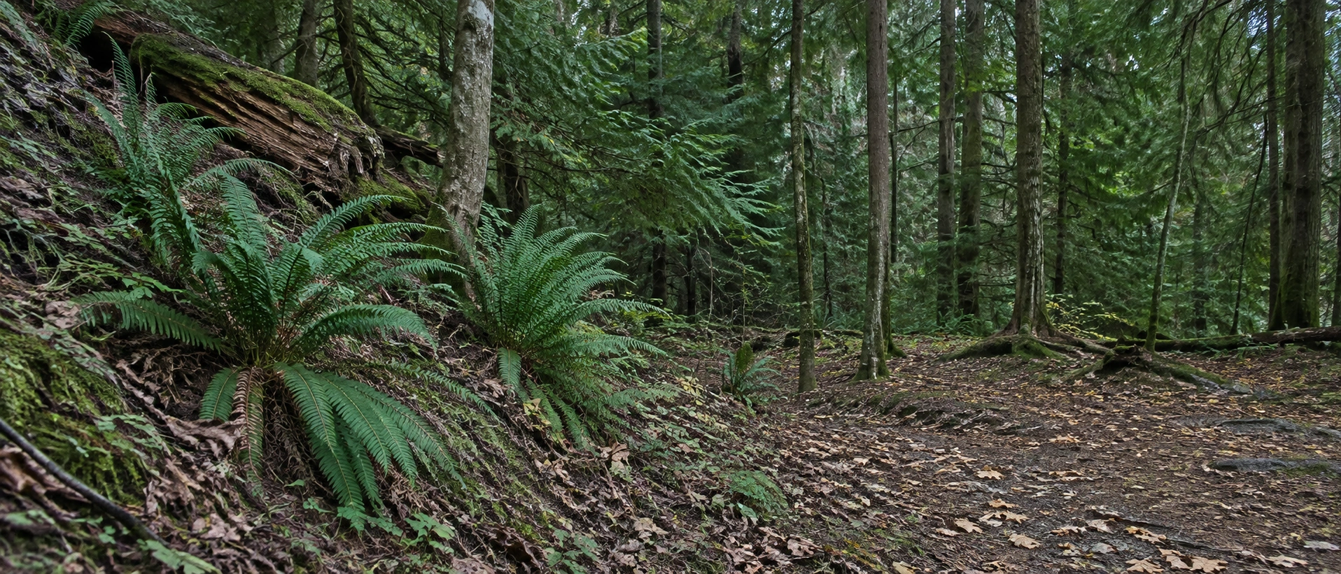 Defined sword ferns along a woodland bank beside shaded soil and spaced conifer trunks.