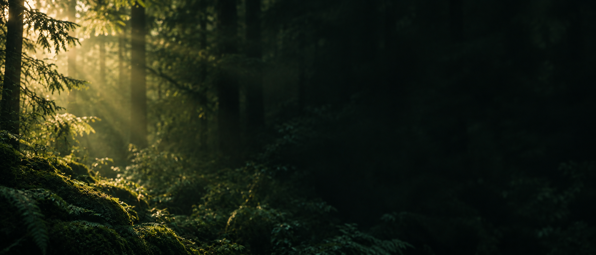 Dappled green light and natural, quiet depth. Alternate hero with copy on right.