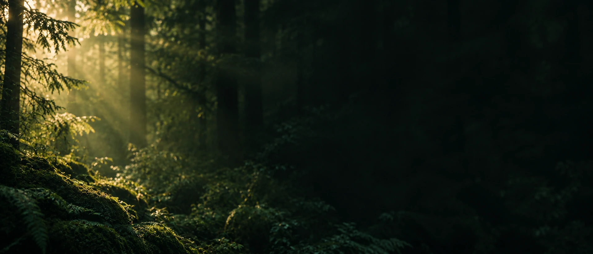 Dappled green light and natural, quiet depth. Alternate hero with copy on right.