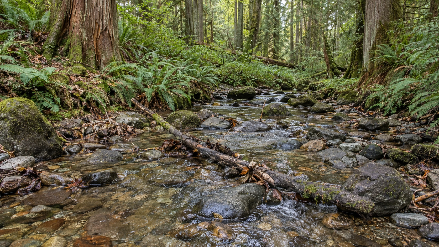 A shallow woodland creek runs between irregular stones, fallen branches and fern-covered banks.