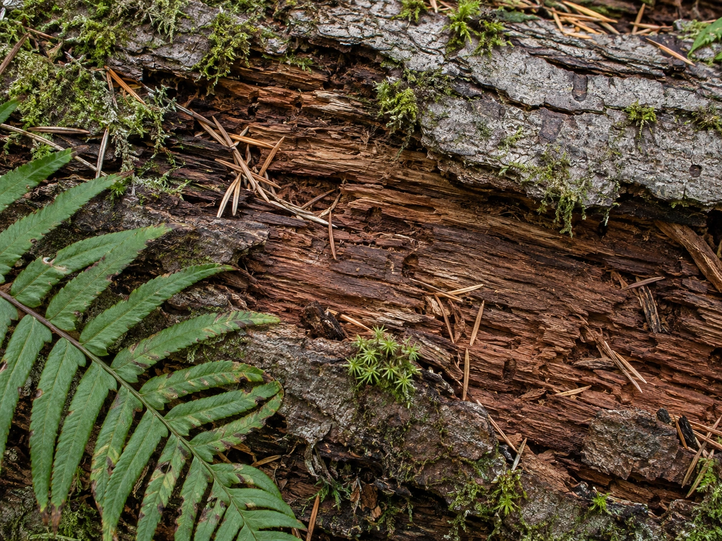Close view of cedar bark flakes, uneven moss tufts, fern leaflets and fallen needles.