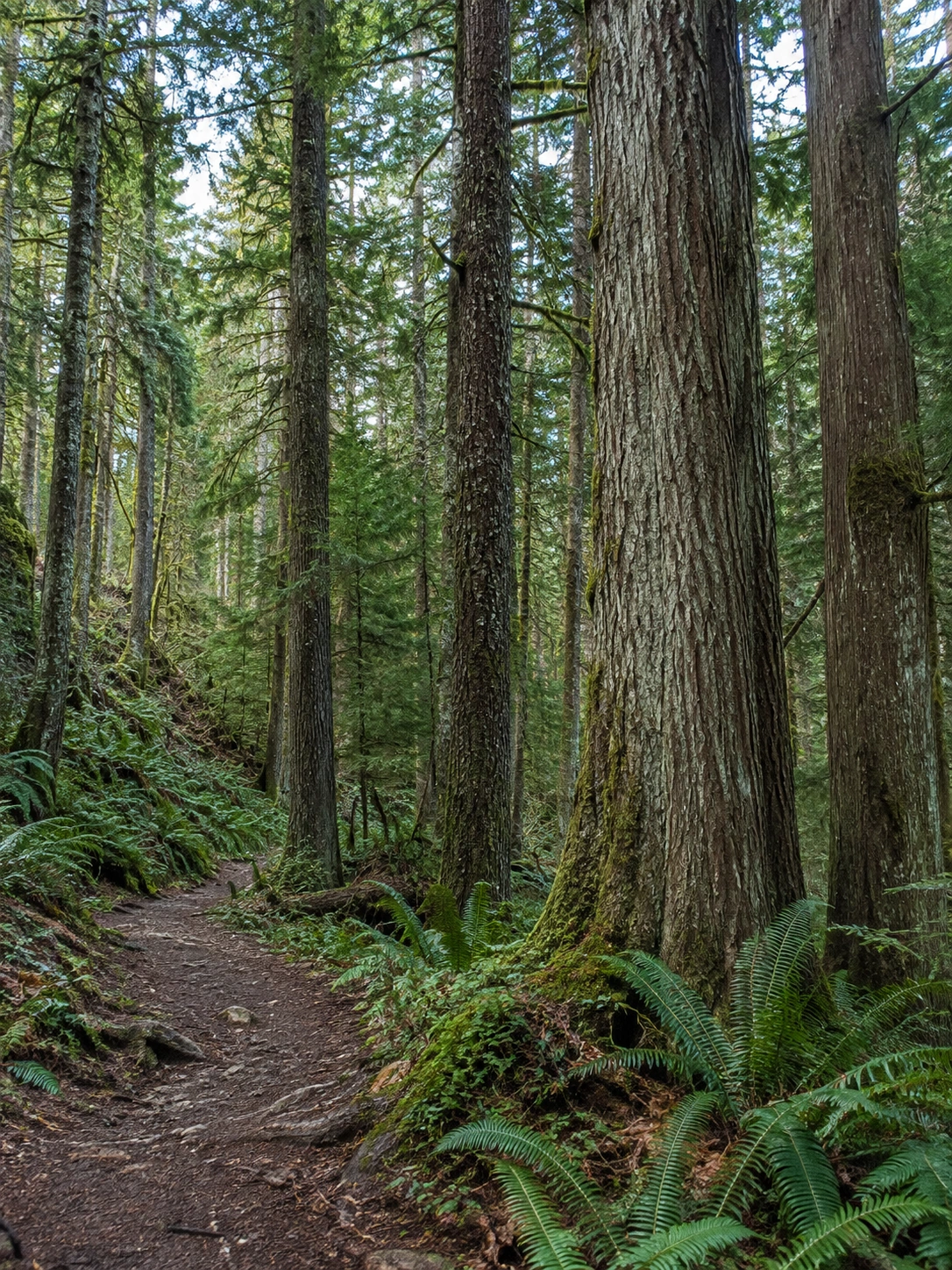 Tall conifer trunks rise above an uneven forest floor with roots and sharply defined ferns.