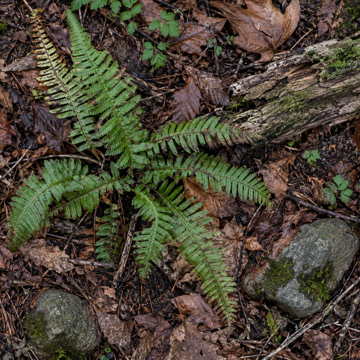 An overhead study of fern fronds, dry leaves, small stones and decaying wood on forest soil.