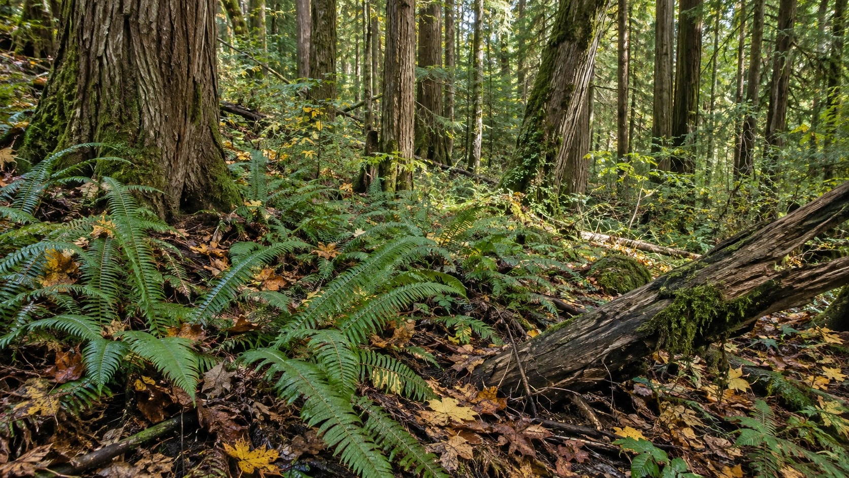 A mixed woodland floor with ochre fallen leaves, deep green ferns and weathered conifer bark.