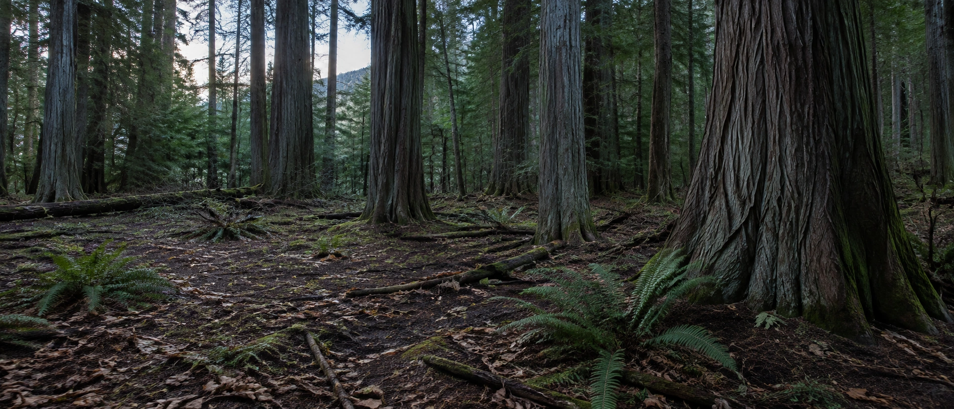 A shaded cedar grove at dusk with visible bark, needles and sparse ferns in cool ambient light.