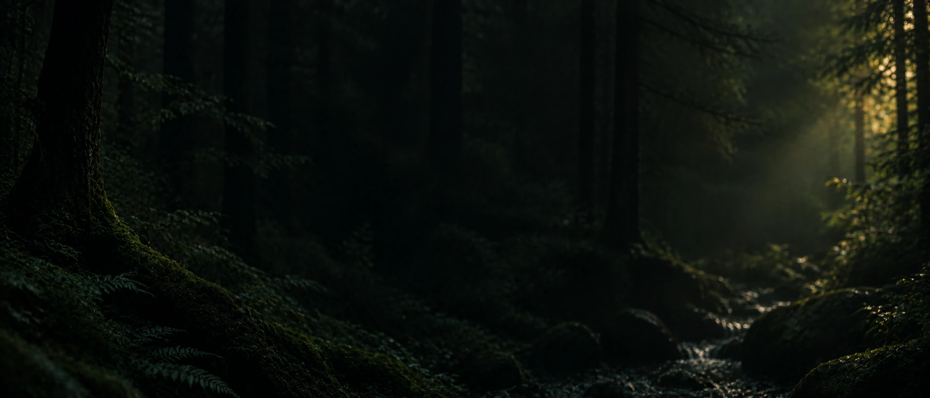 Dappled green light and natural, quiet depth. Dark section or closing banner.
