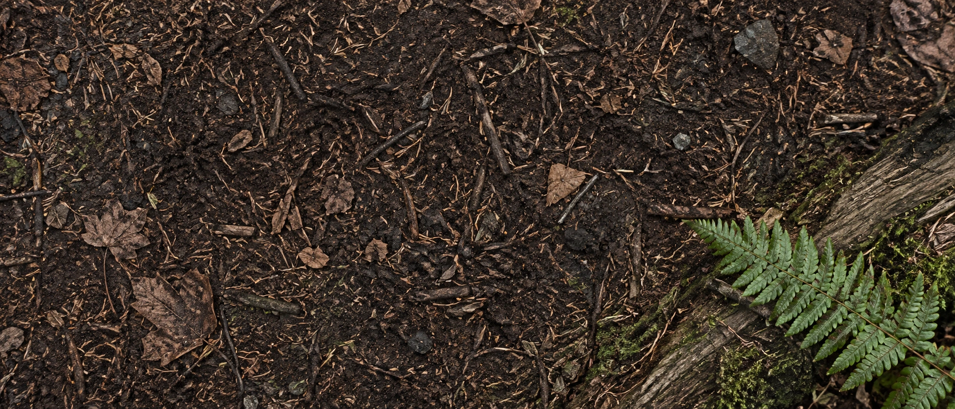 A wide overhead view of shaded forest soil, fine needles, small leaves and a fern along the edge.