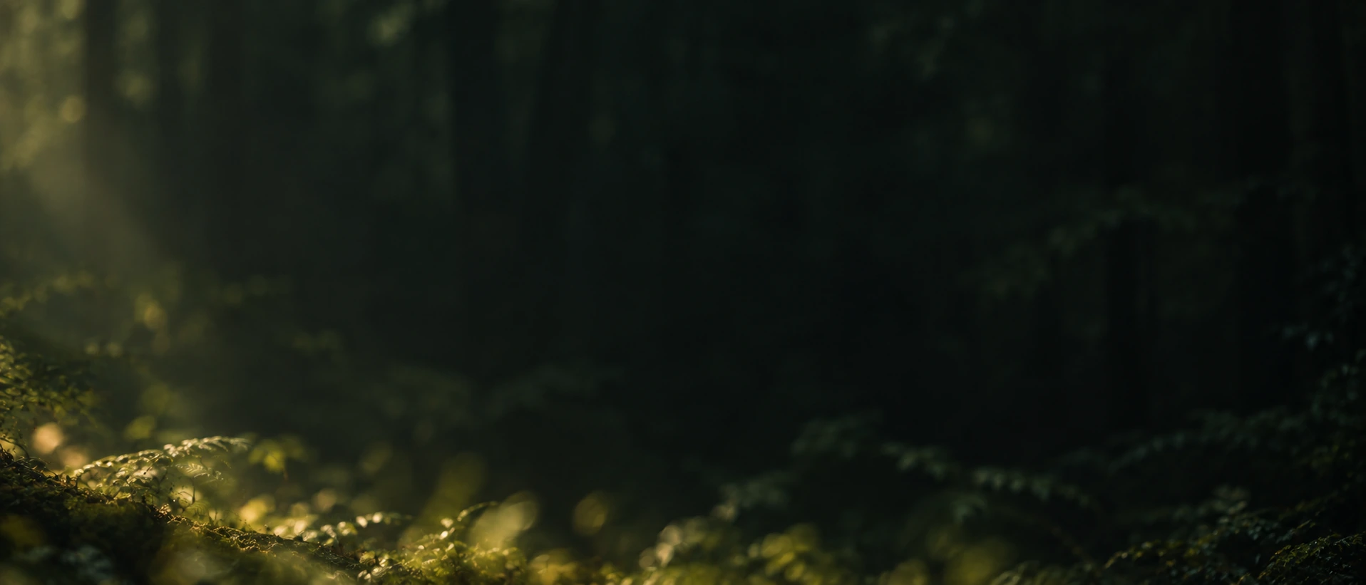 Dappled green light and natural, quiet depth. Low-detail section background or divider.