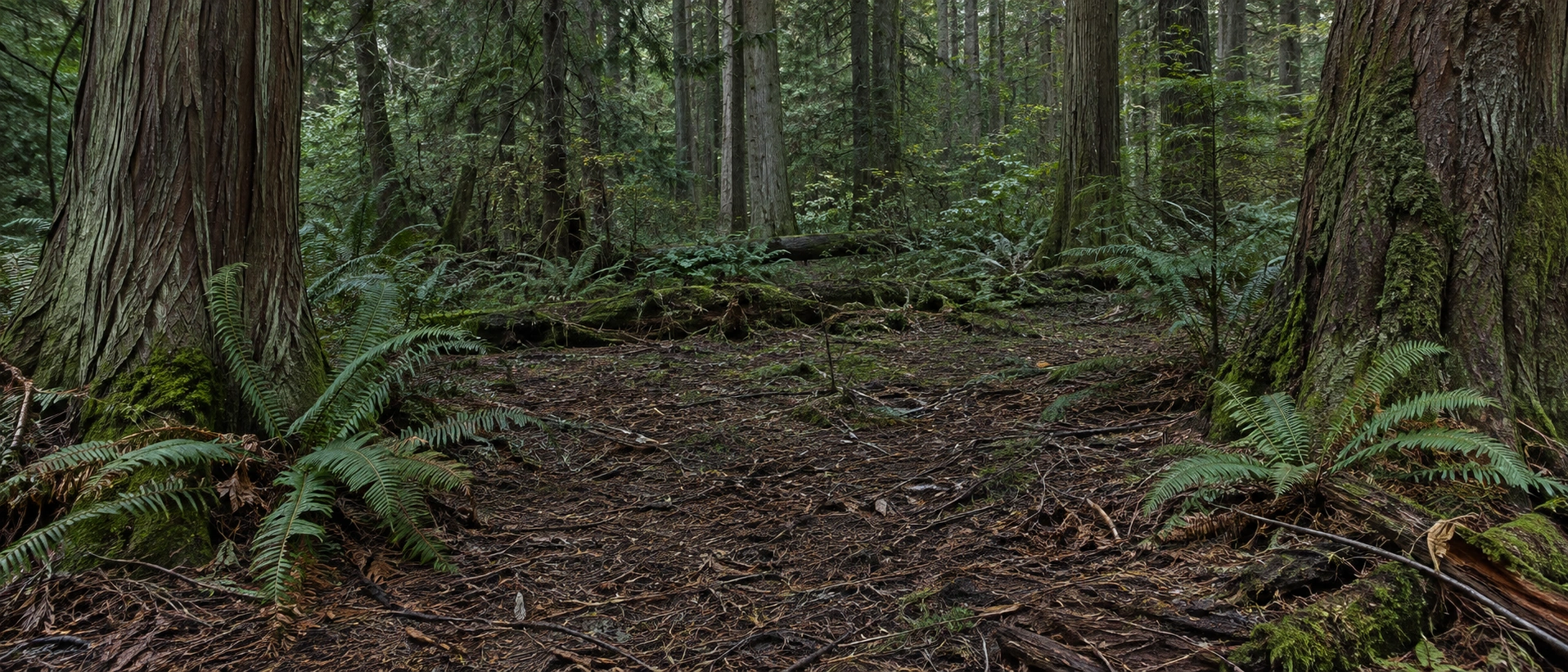 Cedar trunks frame a quiet shaded clearing with leaf litter and low ferns around its edges.