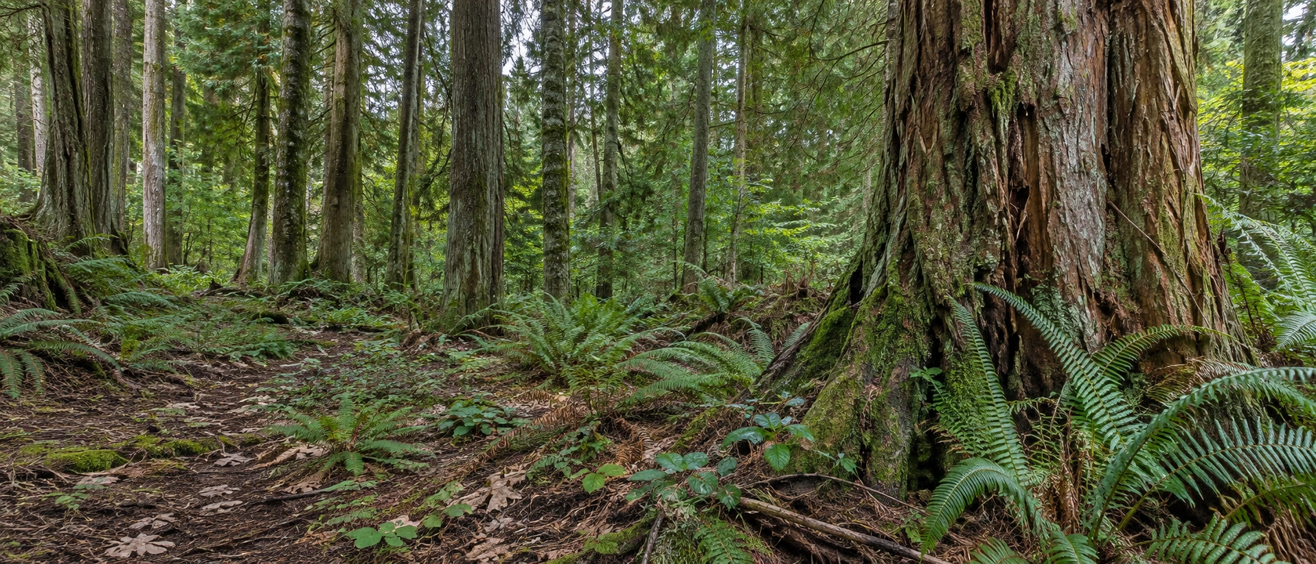A textured cedar trunk and sword ferns beside a shaded woodland floor with fallen needles and leaves.