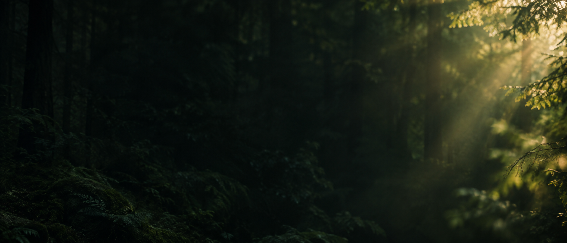 Dappled green light and natural, quiet depth. Main background.