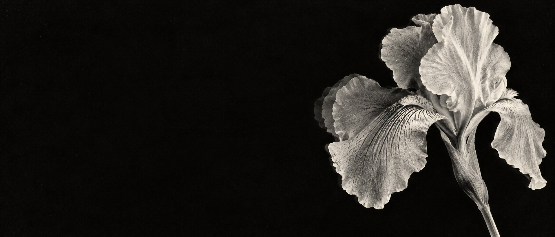 A luminous monochrome iris in a deep xerographic black. Alternate hero with copy on left.