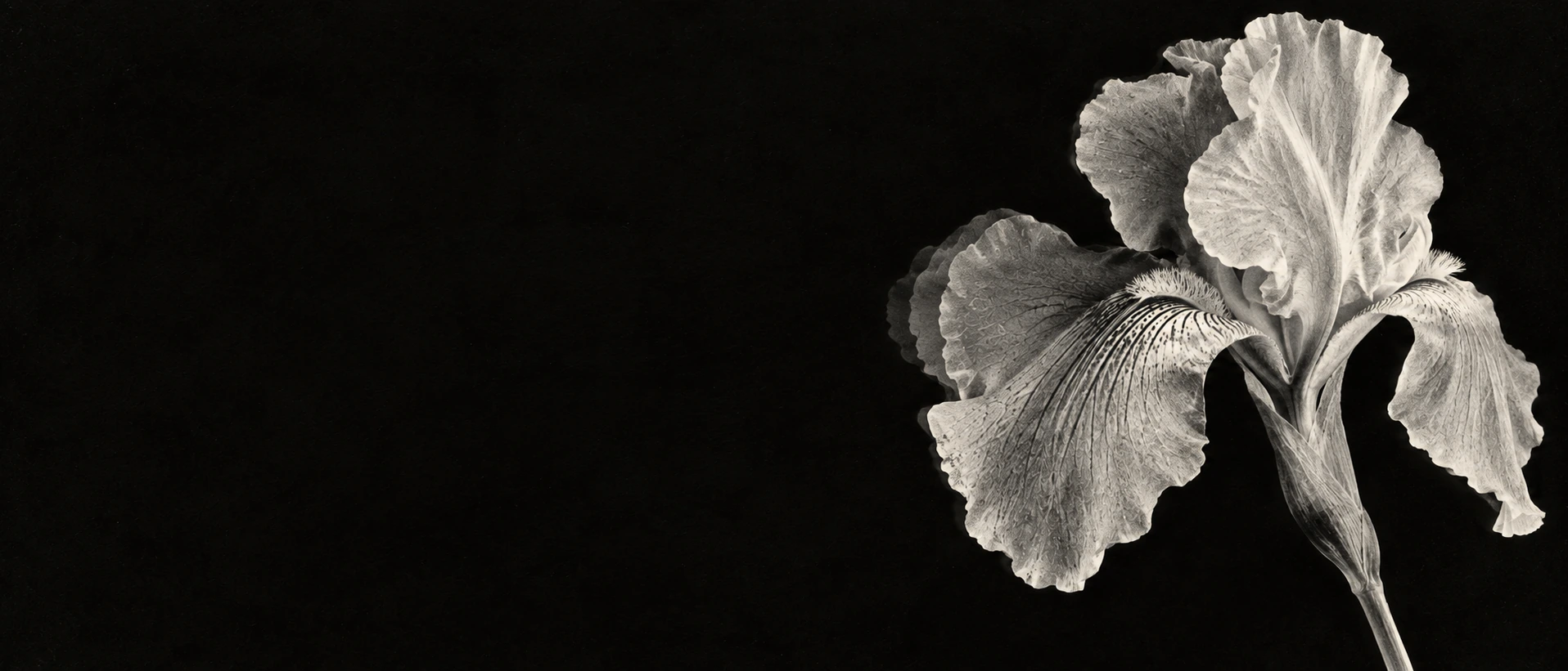 A luminous monochrome iris in a deep xerographic black. Alternate hero with copy on left.