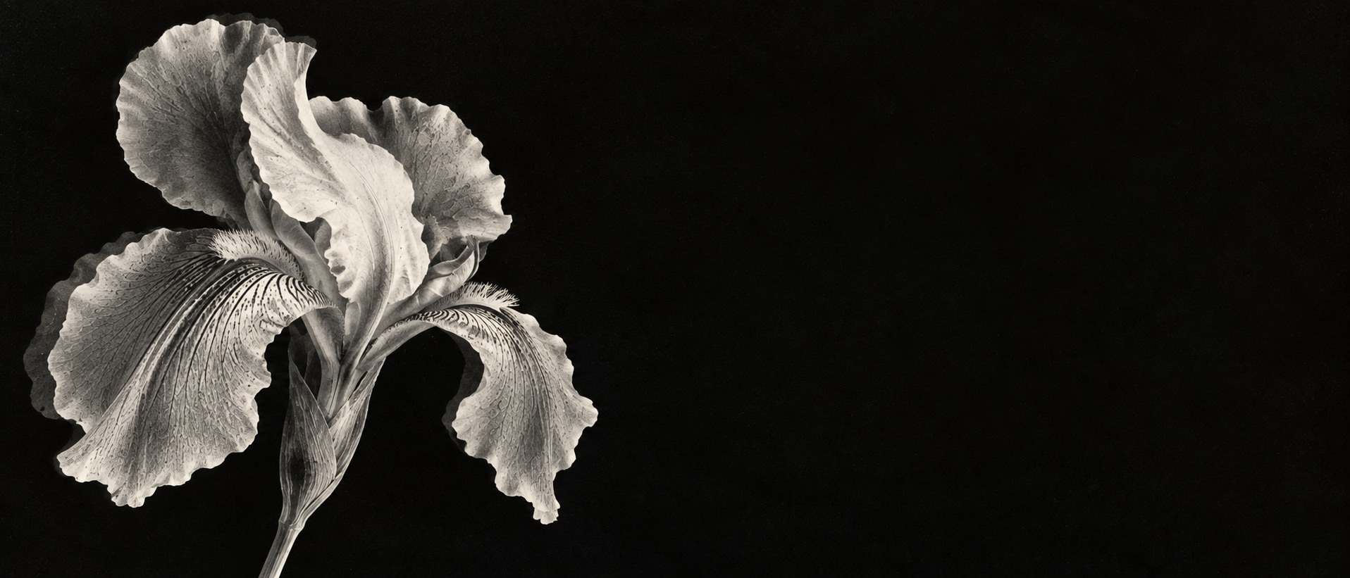 A luminous monochrome iris in a deep xerographic black. Alternate hero with copy on right.