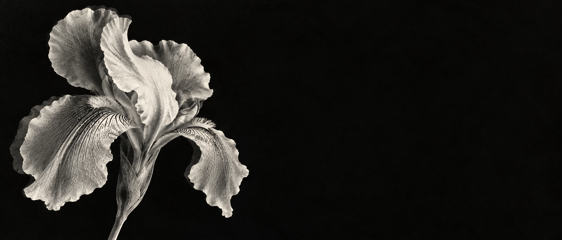 A luminous monochrome iris in a deep xerographic black. Alternate hero with copy on right.