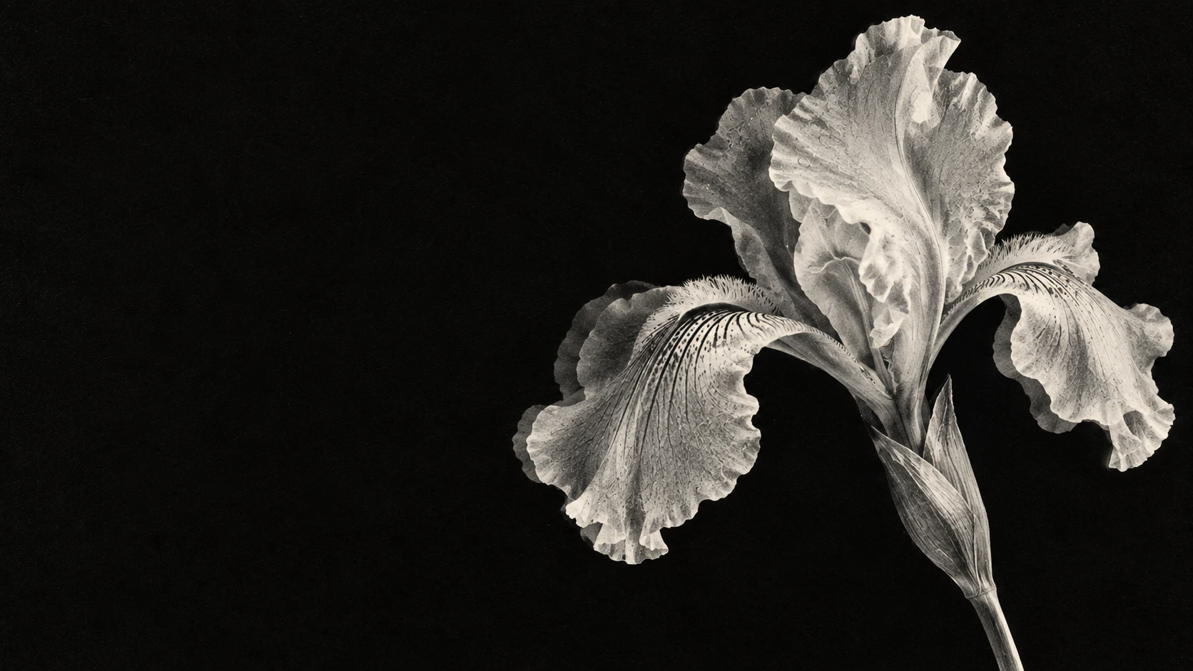 A luminous monochrome iris in a deep xerographic black. About or editorial section image.