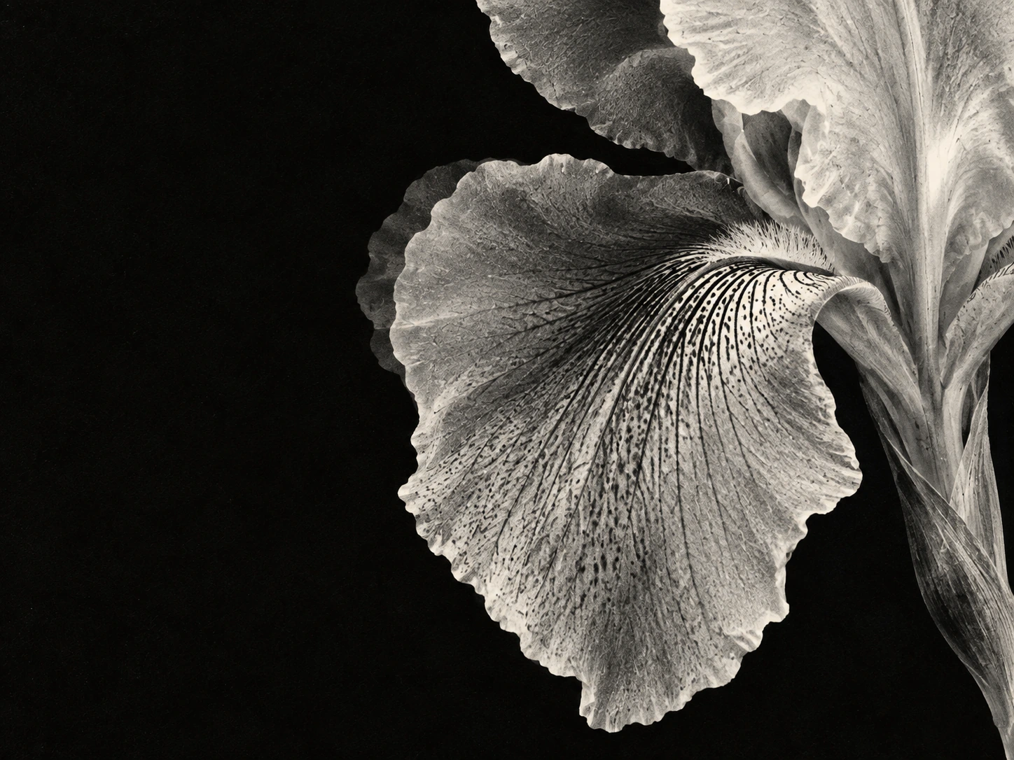 A luminous monochrome iris in a deep xerographic black. Material or feature detail.