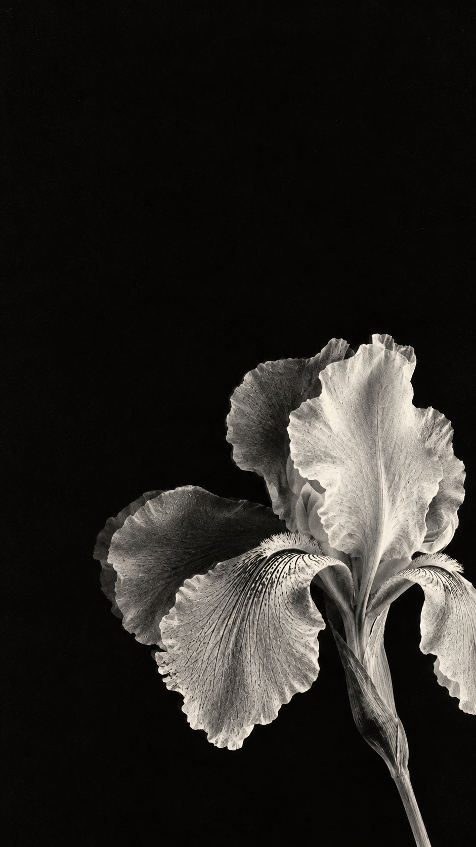 A luminous monochrome iris in a deep xerographic black. Mobile hero.