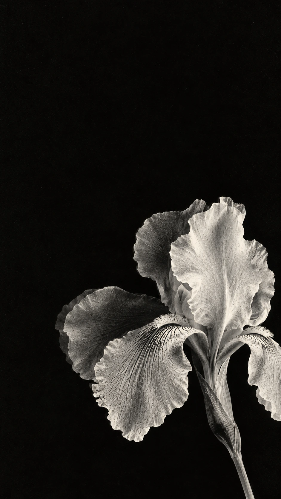 A luminous monochrome iris in a deep xerographic black. Mobile hero.