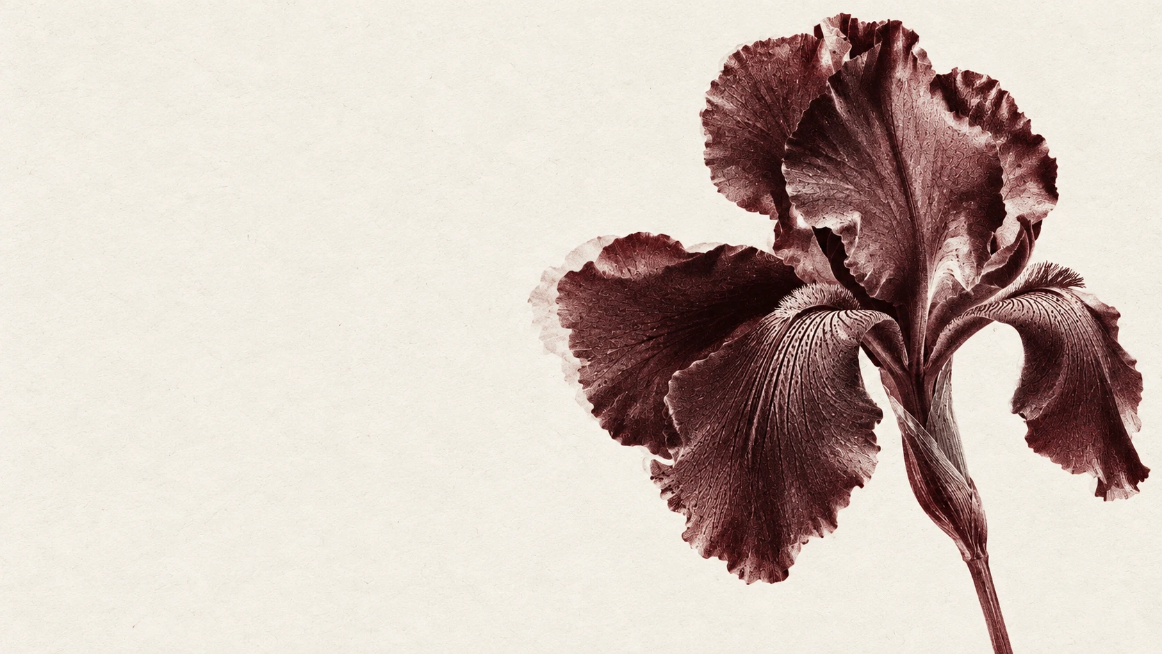 A luminous monochrome iris in a deep xerographic black. Alternate palette section.