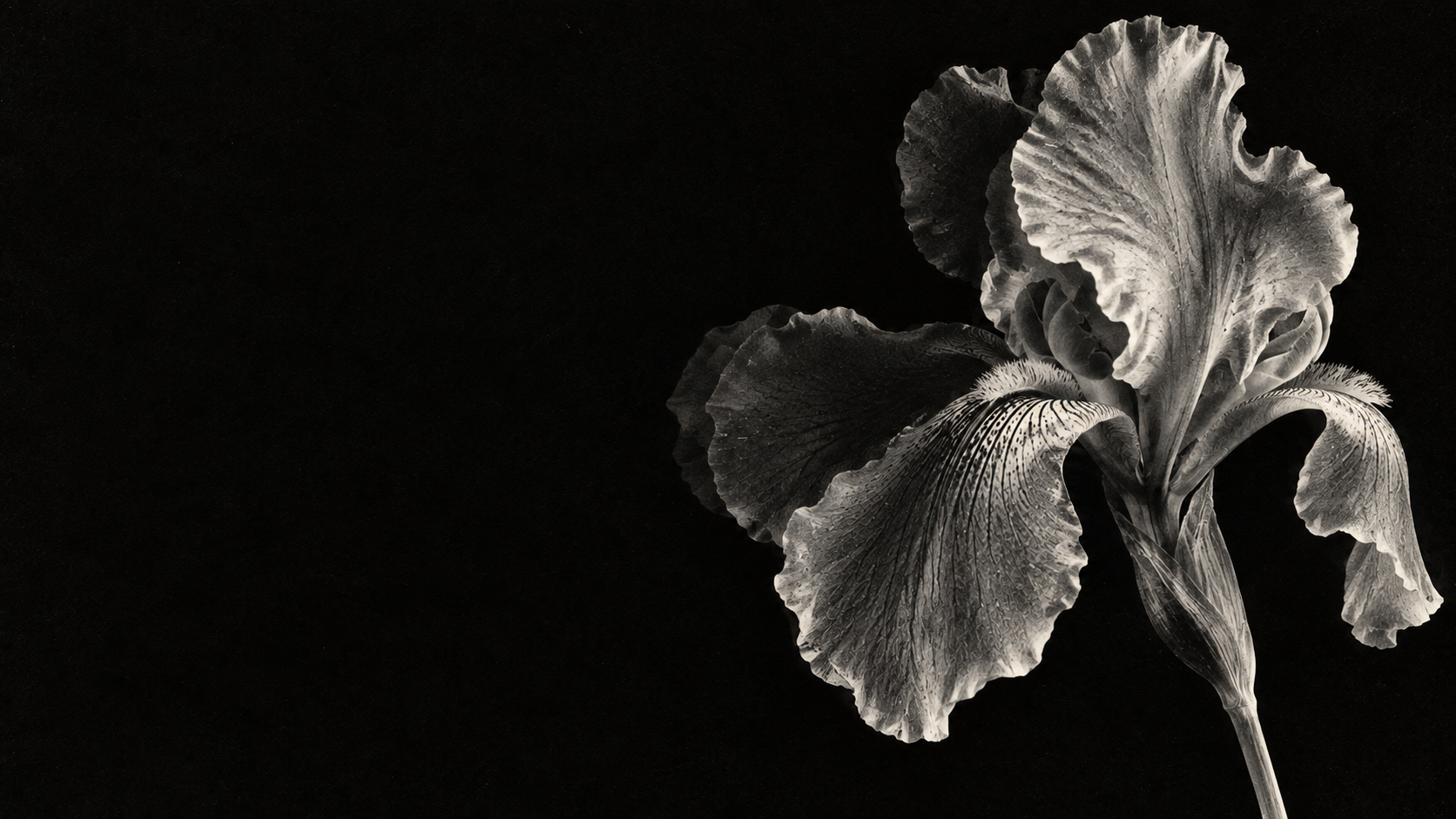 A luminous monochrome iris in a deep xerographic black. Dark section or evening mood.