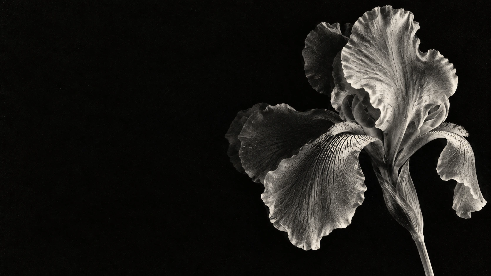A luminous monochrome iris in a deep xerographic black. Dark section or evening mood.