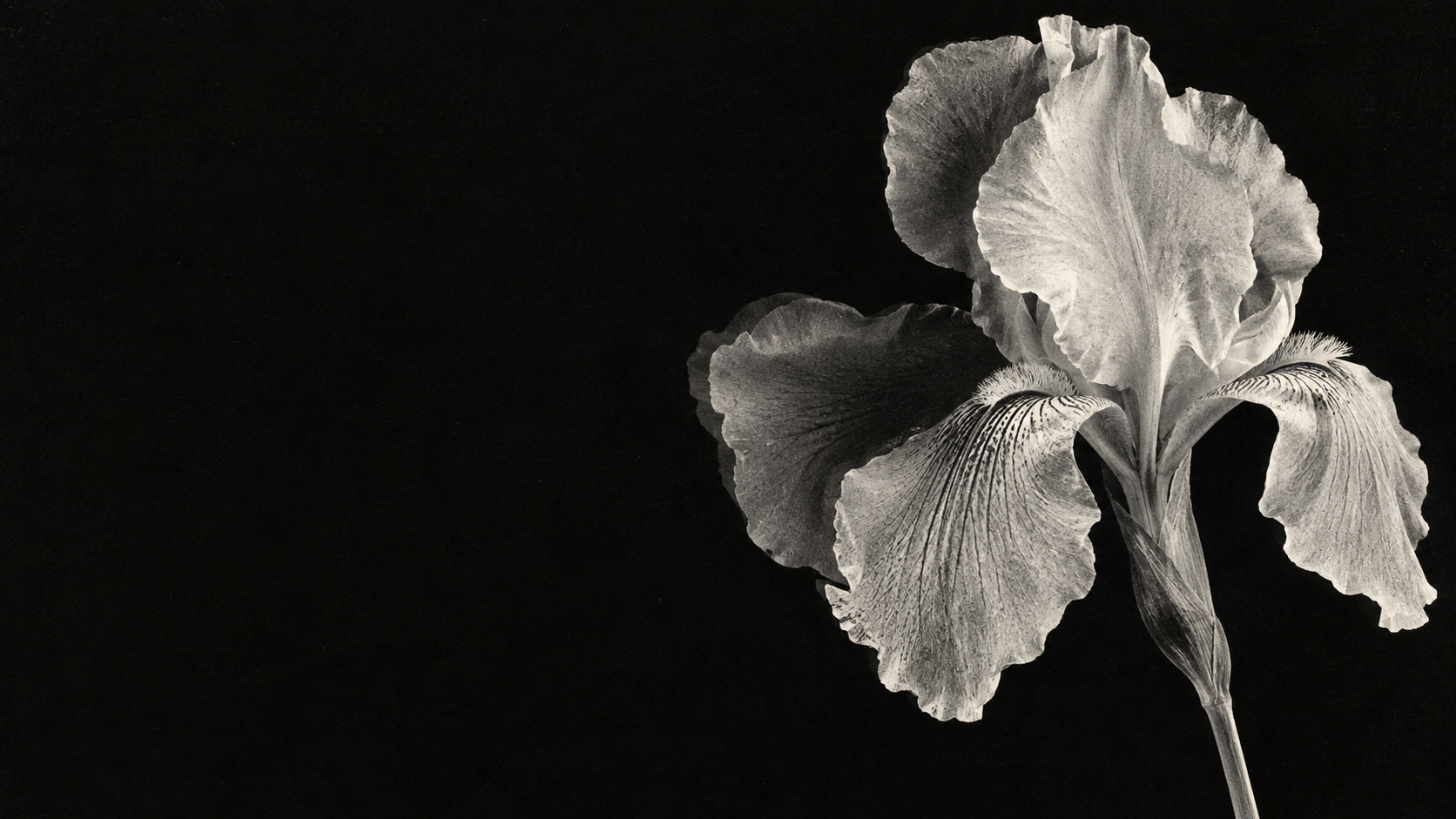 A luminous monochrome iris in a deep xerographic black. Main background.
