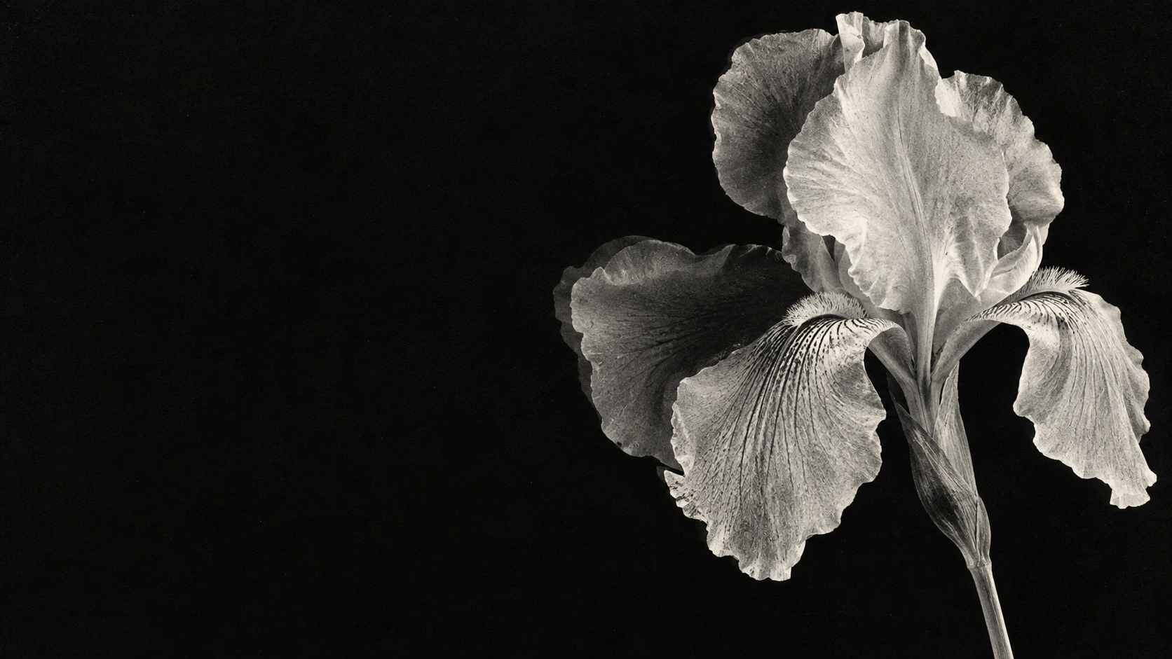 A luminous monochrome iris in a deep xerographic black. Main background.
