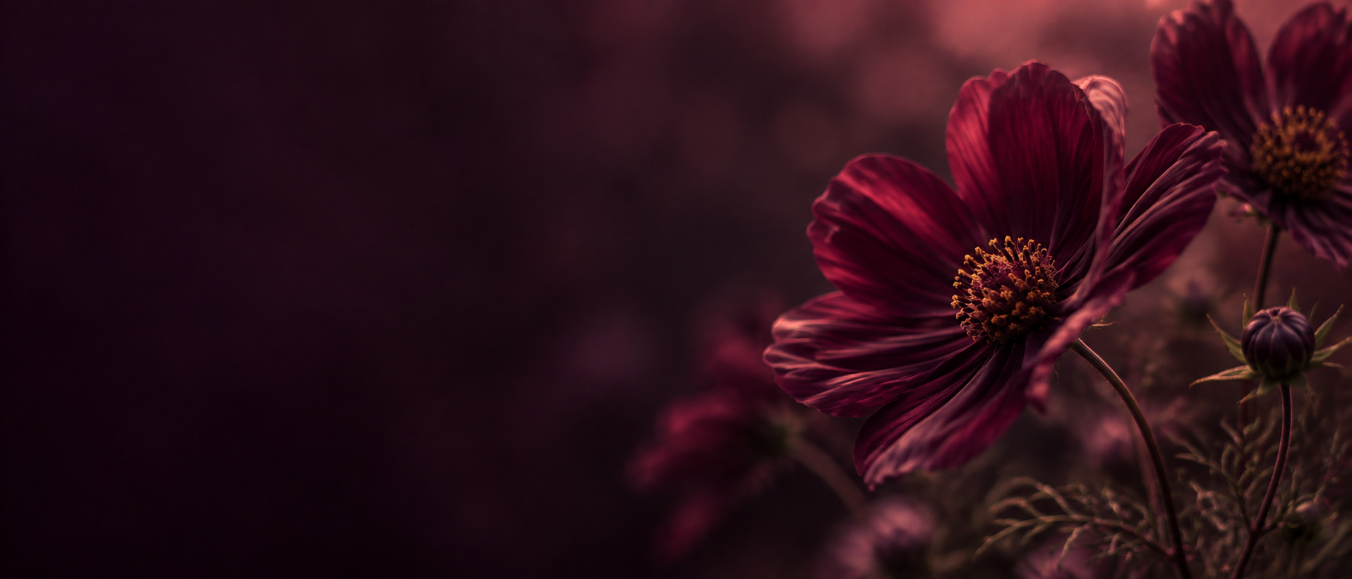 A garden of plum-toned flowers in deep shadow. Alternate hero with copy on left.