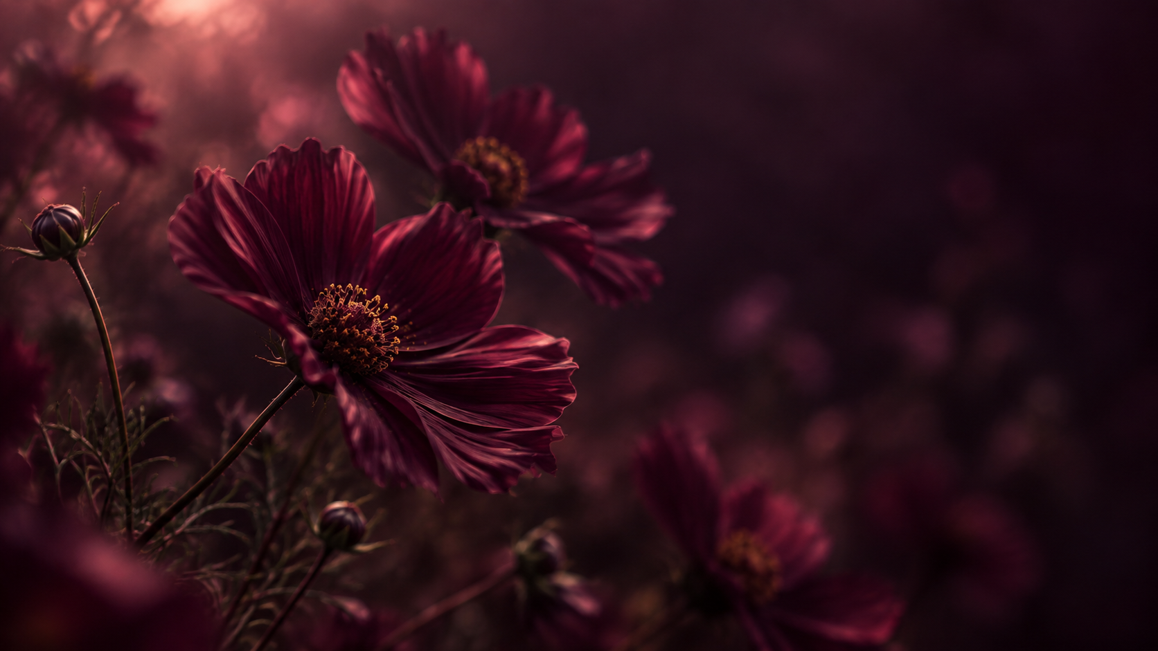 A garden of plum-toned flowers in deep shadow. About or editorial section image.