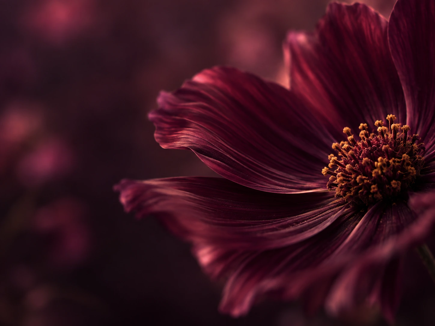 A garden of plum-toned flowers in deep shadow. Close detail for feature section.