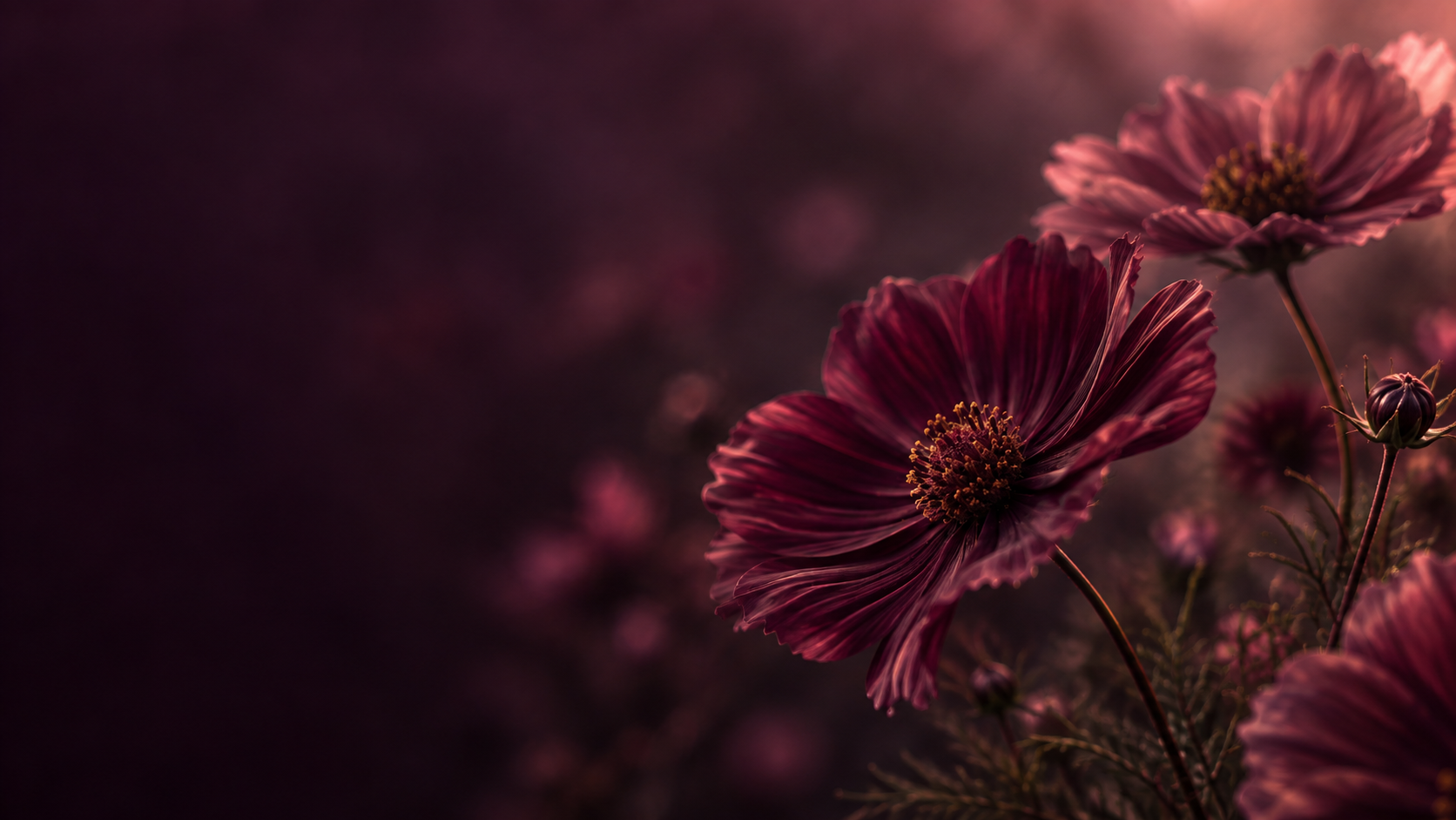 A garden of plum-toned flowers in deep shadow. Alternate palette section image.