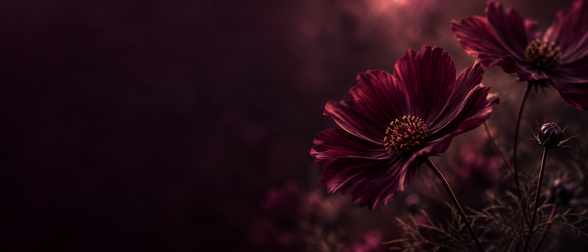 A garden of plum-toned flowers in deep shadow. Darker section background.