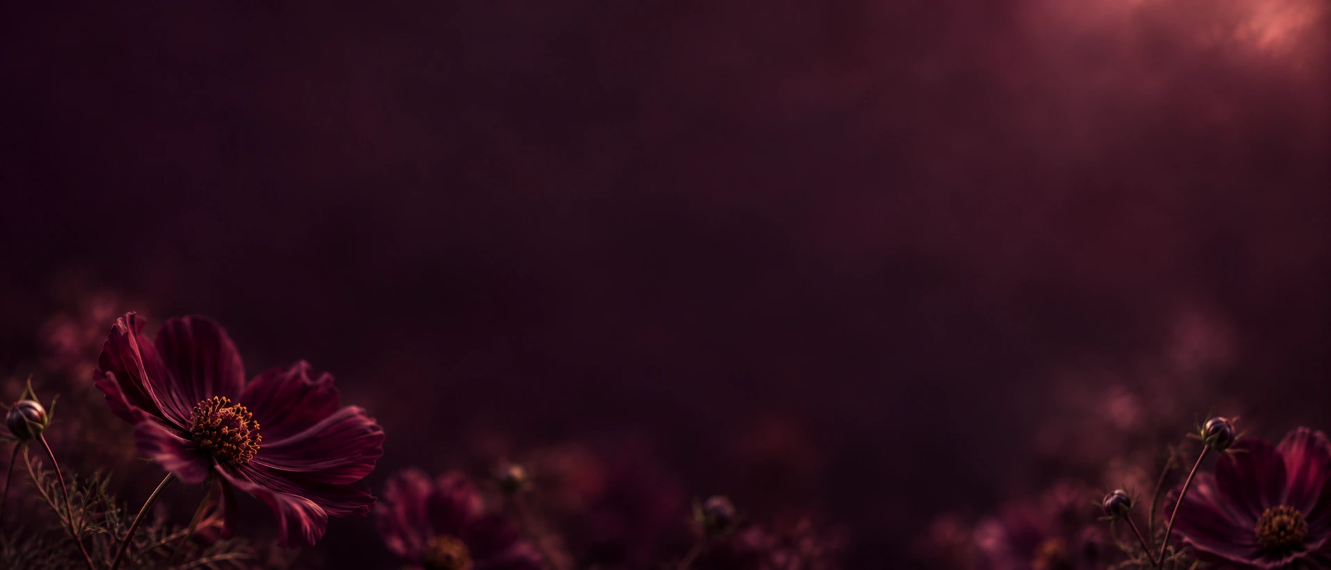 A garden of plum-toned flowers in deep shadow. Quiet divider or quote background.