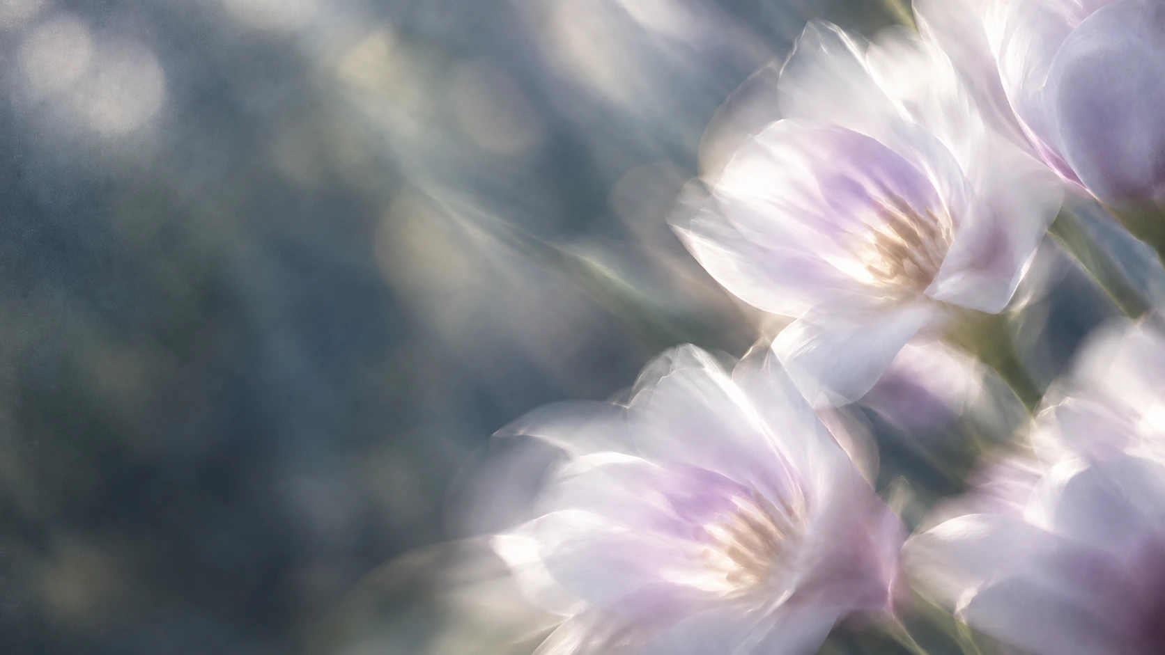 Delicate pearl blossoms in soft, luminous light. Secondary color treatment within the same collection.