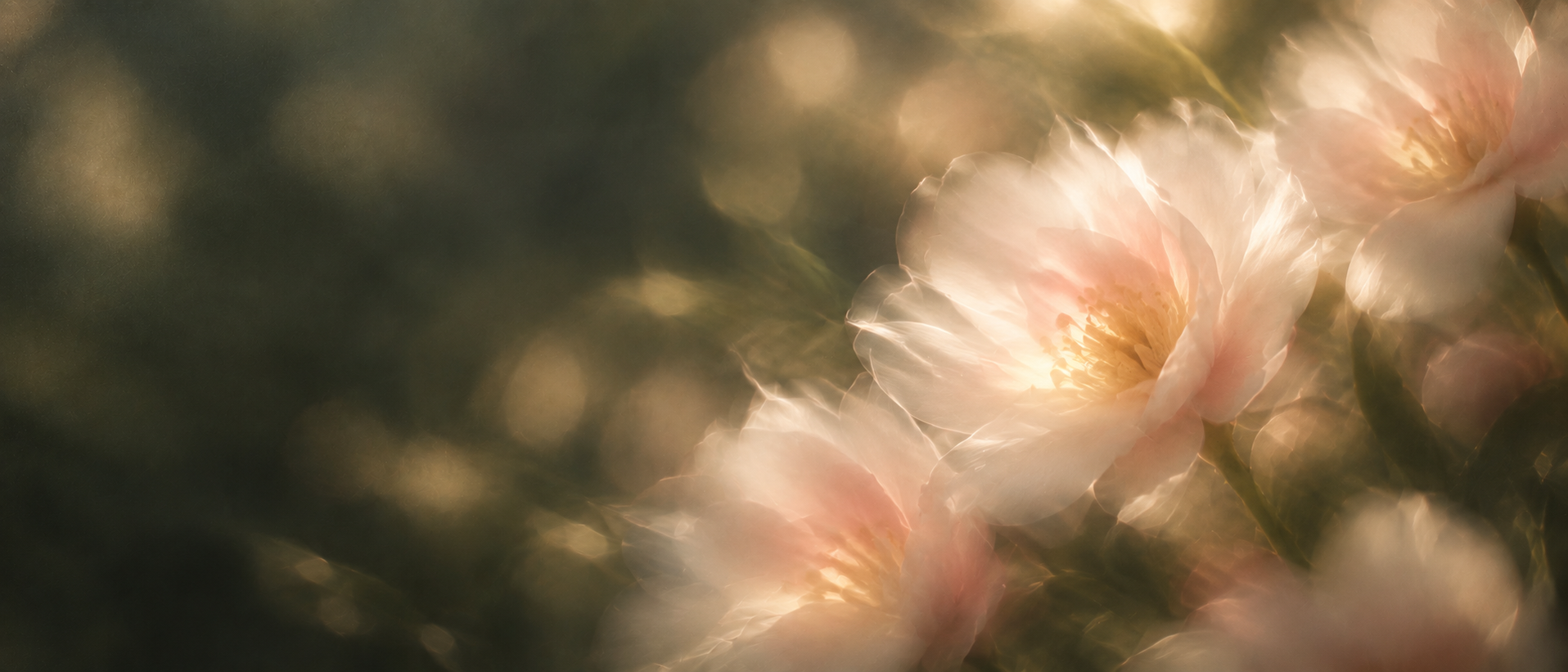 Delicate pearl blossoms in soft, luminous light. Dark section or closing banner.