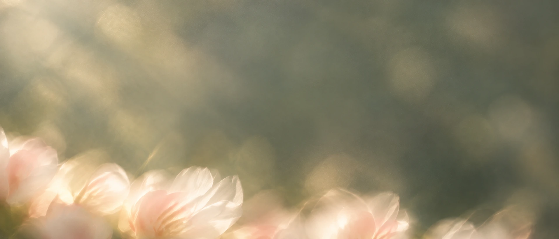 Delicate pearl blossoms in soft, luminous light. Low-detail section background or divider.