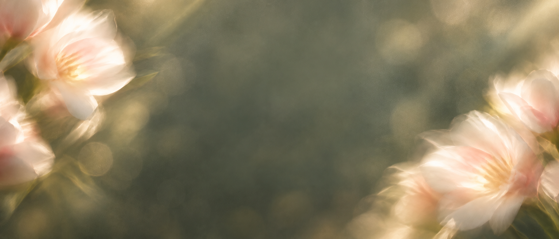Delicate pearl blossoms in soft, luminous light. Closing call-to-action or signup section.